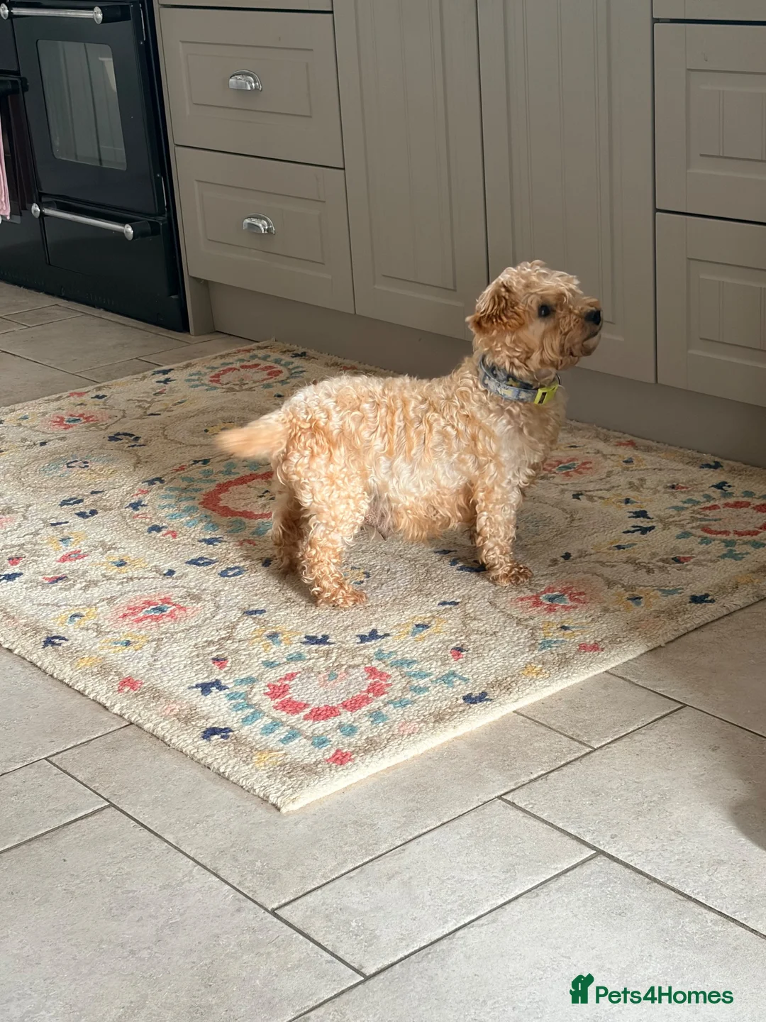 Mixed Breed dogs for sale: Beautiful Westiepoo Puppies - Advert 1