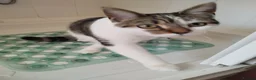 Mixed Breed cats for sale: 9 month old British Short Hair Maine coone cross  in Heathfield - Advert 4