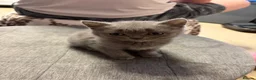 British Shorthair cats for sale: Beauty Blue British Shorthair champion bloodline - Advert 10