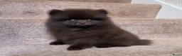 Pomeranian dogs for sale: CHAMPION LINES KC POMERANIAN PUPPIES  - Advert 2
