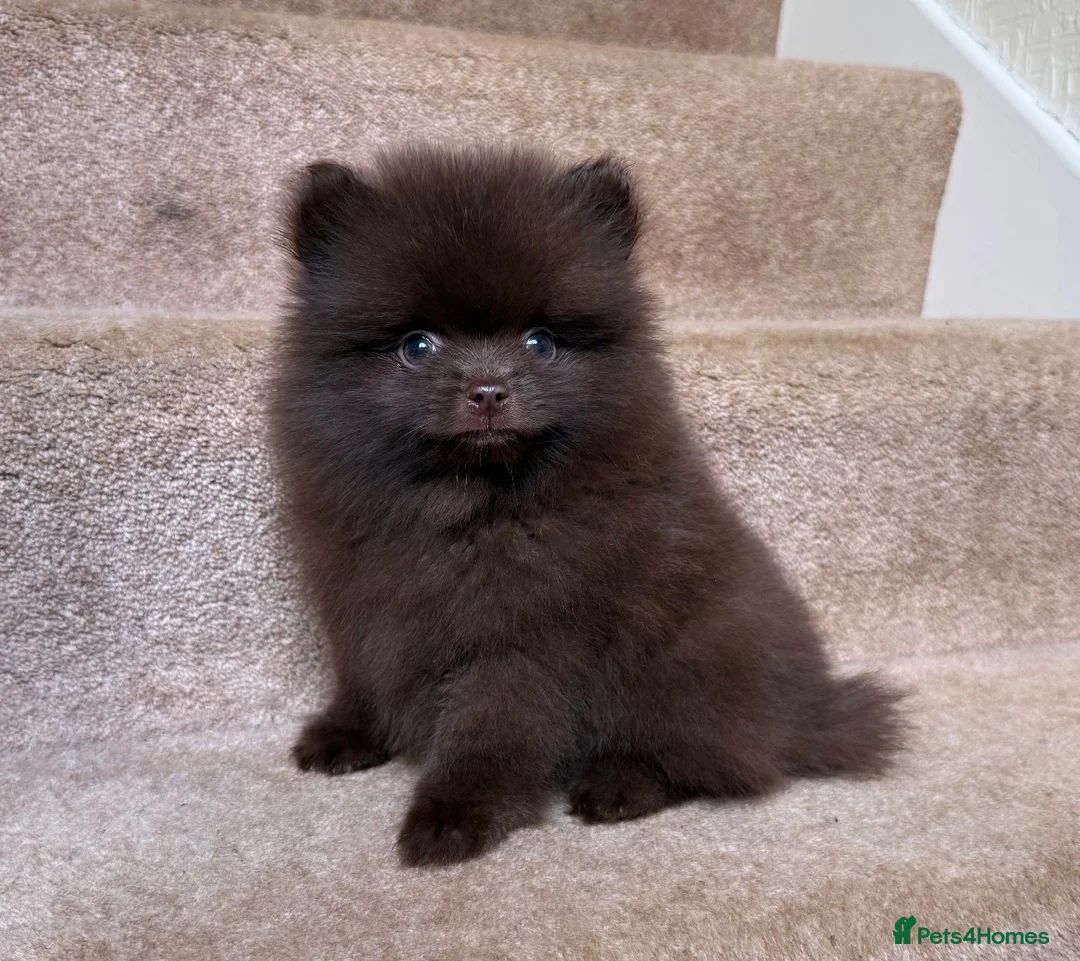 Pomeranian dogs for sale: CHAMPION LINES KC POMERANIAN PUPPIES  - Advert 2