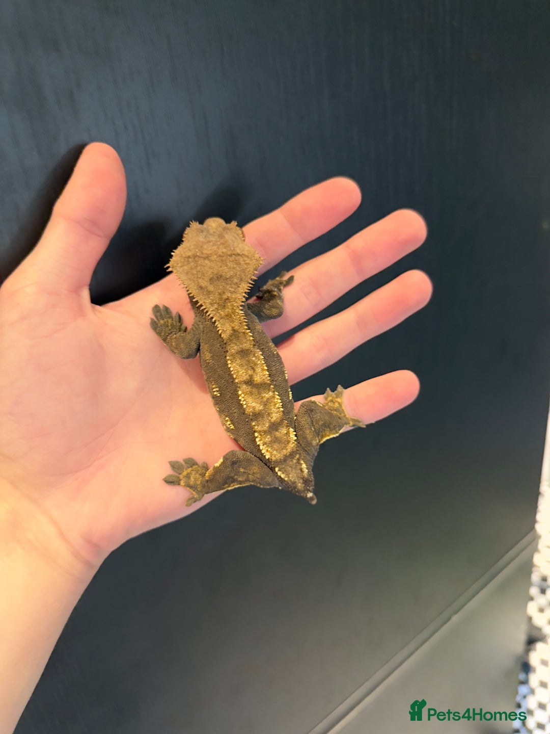 Gecko reptiles for sale: 2 female crested geckos  - Advert 2