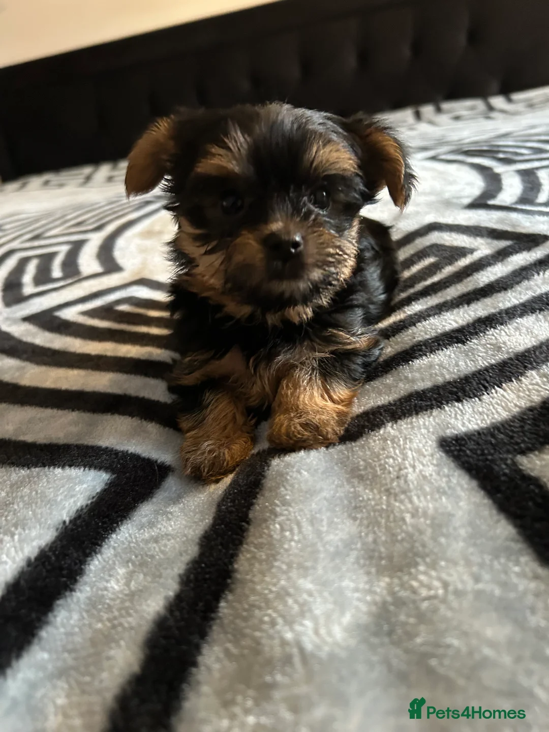 Yorkshire Terrier dogs for sale: Litter of Yorkshire terriers for sale - Advert 19