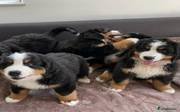 Bernese Mountain Dog dogs for sale: Bernese Mountain Dog Puppies - Image 6