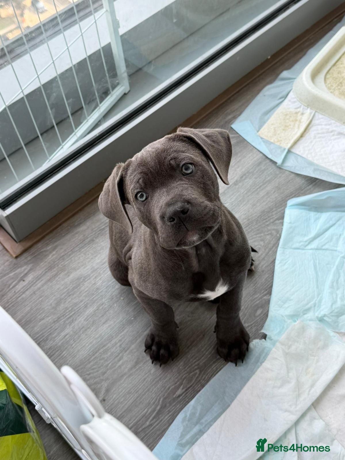 Mixed Breed dogs Beautiful chunky boy  - Advert 2