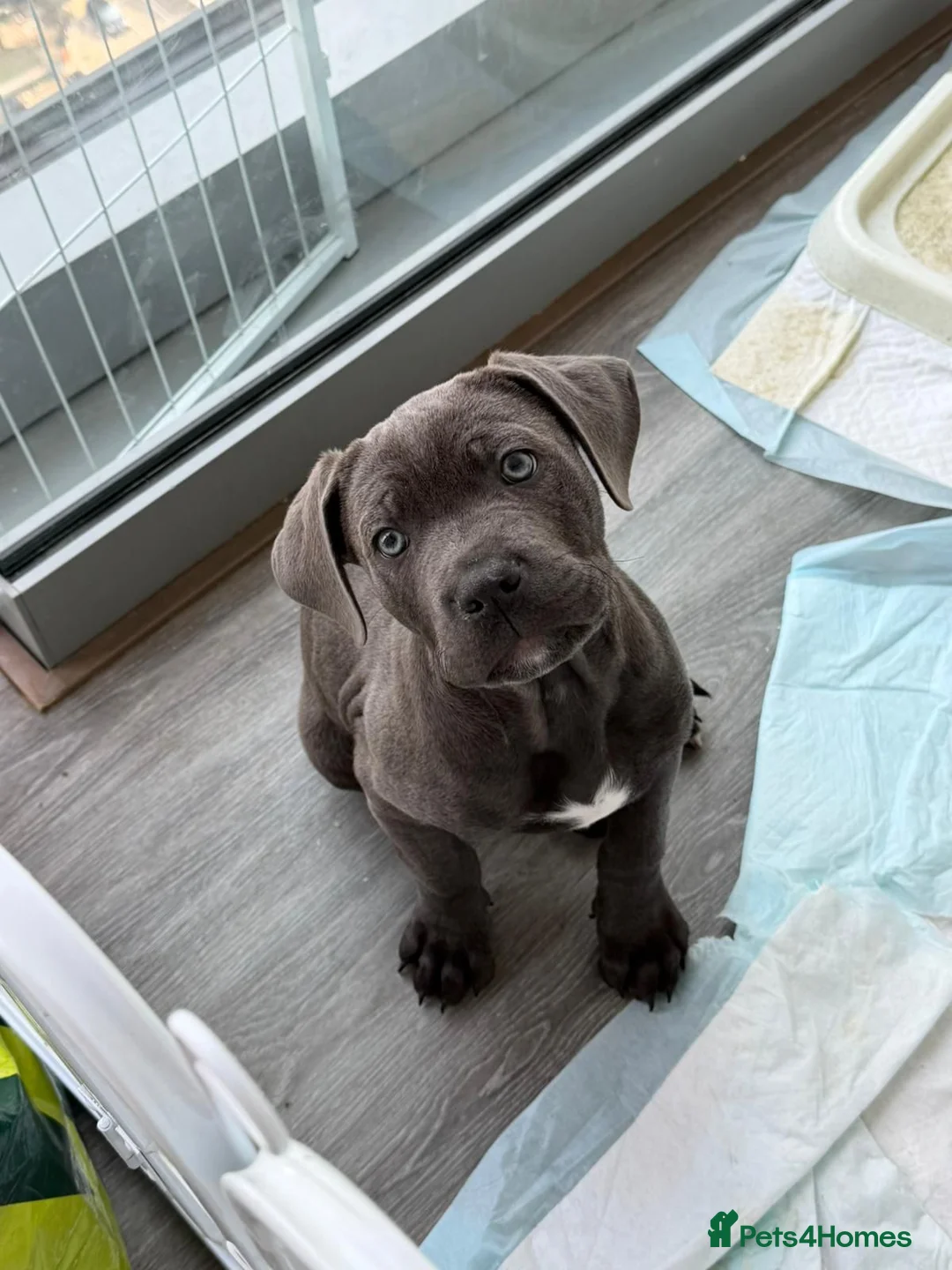 Mixed Breed dogs for sale: Beautiful chunky boy  in Crawley - Advert 2