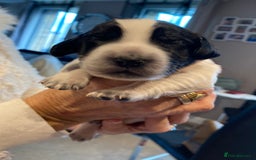 Sprocker dogs for sale: Norwich  - Image 7