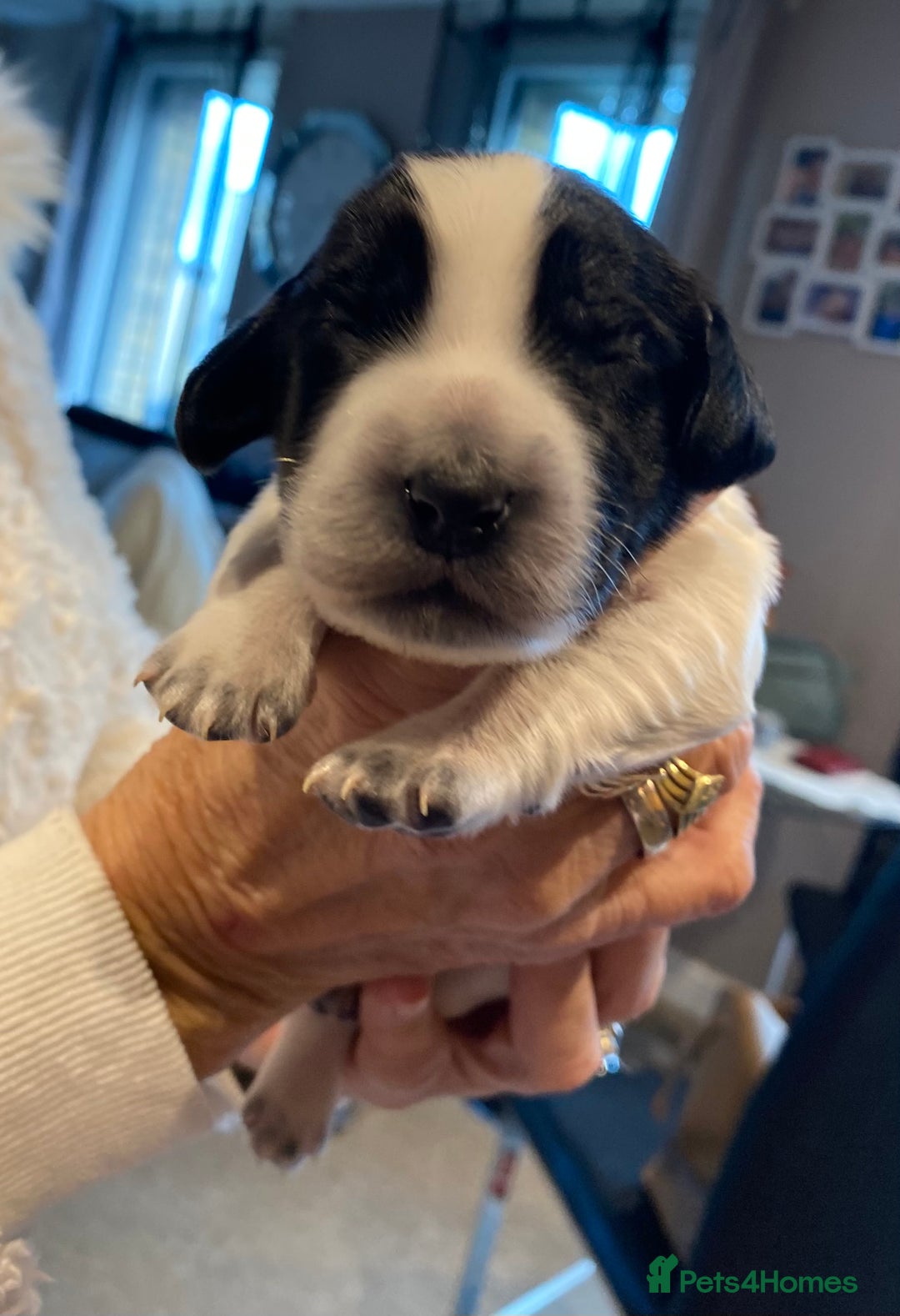 Sprocker dogs for sale: Norwich  - Image 7
