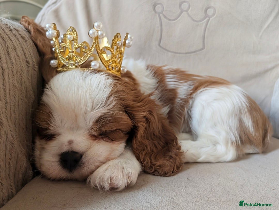Cavalier King Charles Spaniel dogs for sale: Exquisite Lady KC reg Cavalier King Charles - Advert 22