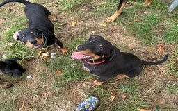 Rottweiler dogs for sale: Healthy Rottweiler puppies ready now  - Image 5