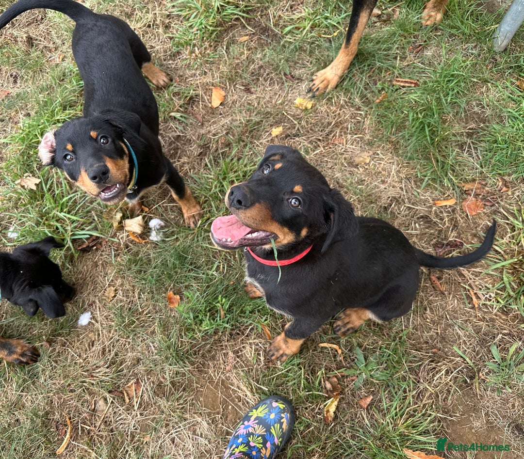 Rottweiler dogs for sale: Healthy Rottweiler puppies ready now  - Image 5
