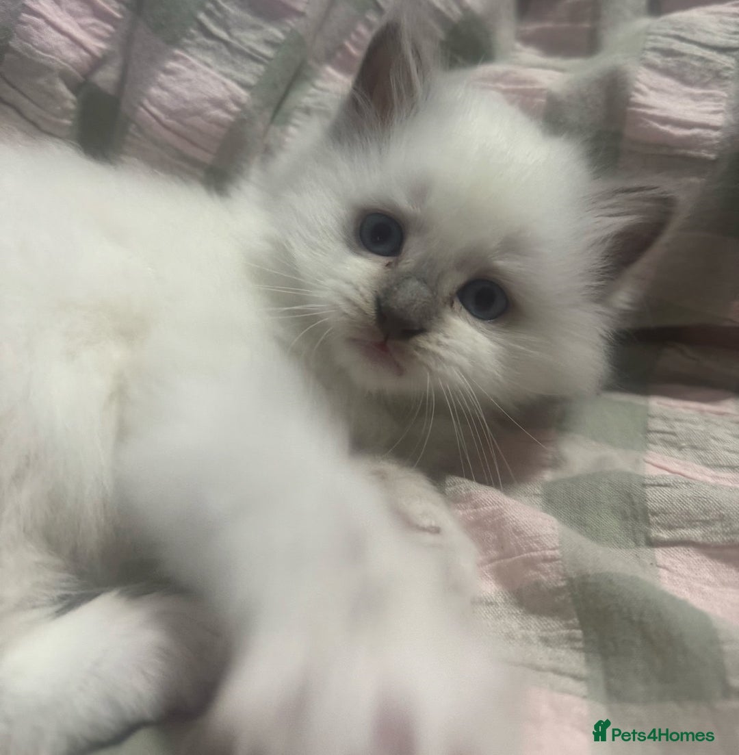 Ragdoll cats for sale: precious blue eye Ragdolls.  - Image 5