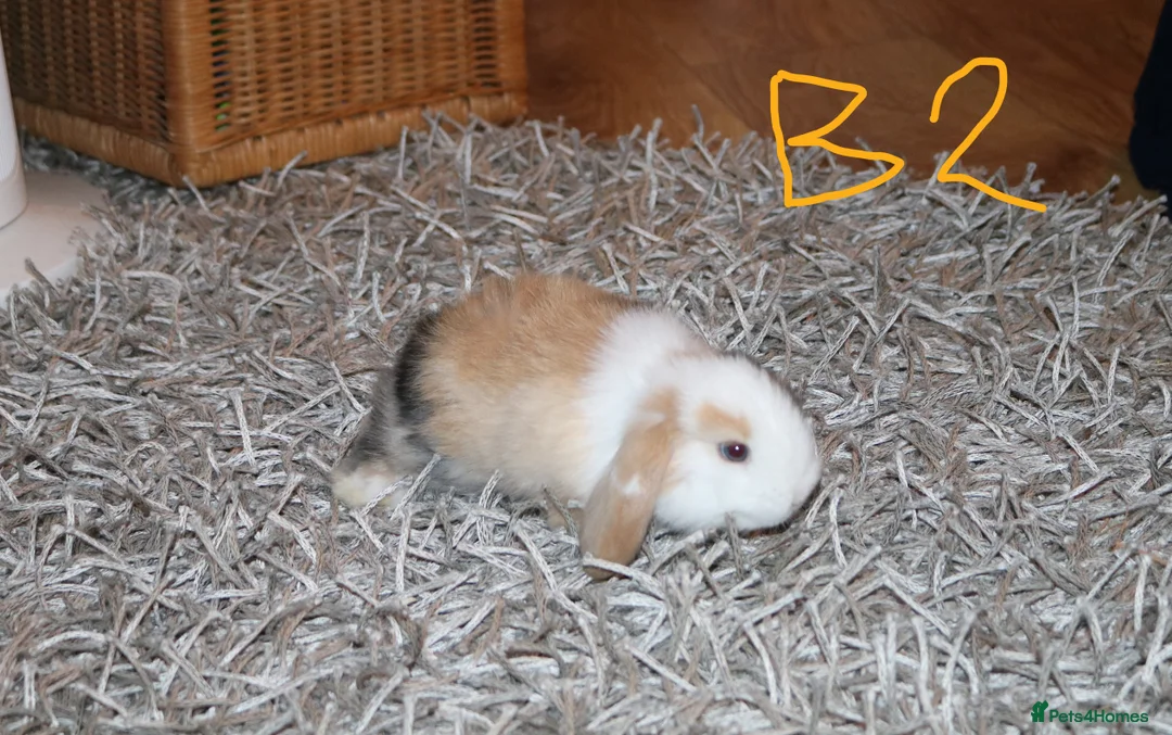 Mini Lop rabbits for sale: Mini Lop babies x 3 - Advert 10
