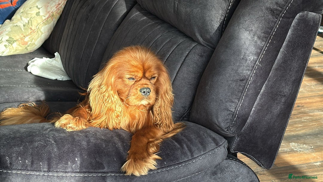 Cavalier King Charles Spaniel dogs for sale: Russian import x polish cavalier King Charles  - Advert 10