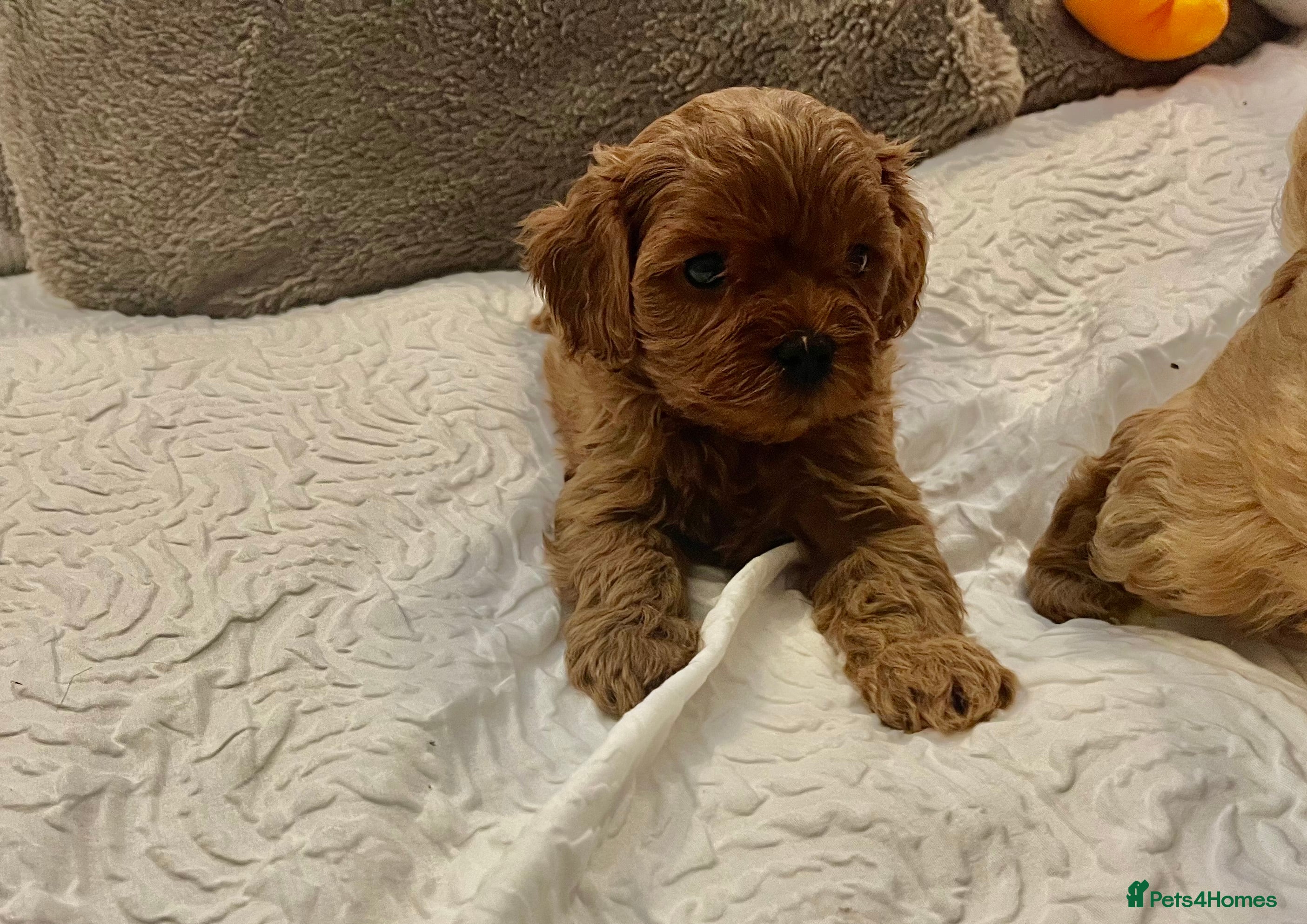 Cavapoo dogs Absolutely gorgeous cavapoo puppies available 🐾 - Advert 14