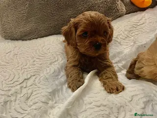 Cavapoo dogs Absolutely gorgeous cavapoo puppies available 🐾 - Advert 14