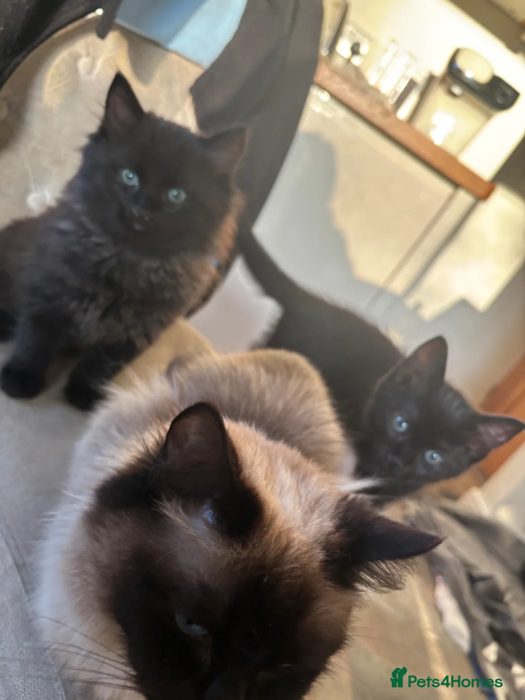 Mixed Breed cats for sale: Ragdoll x Russian Blue Kittens - Advert 5