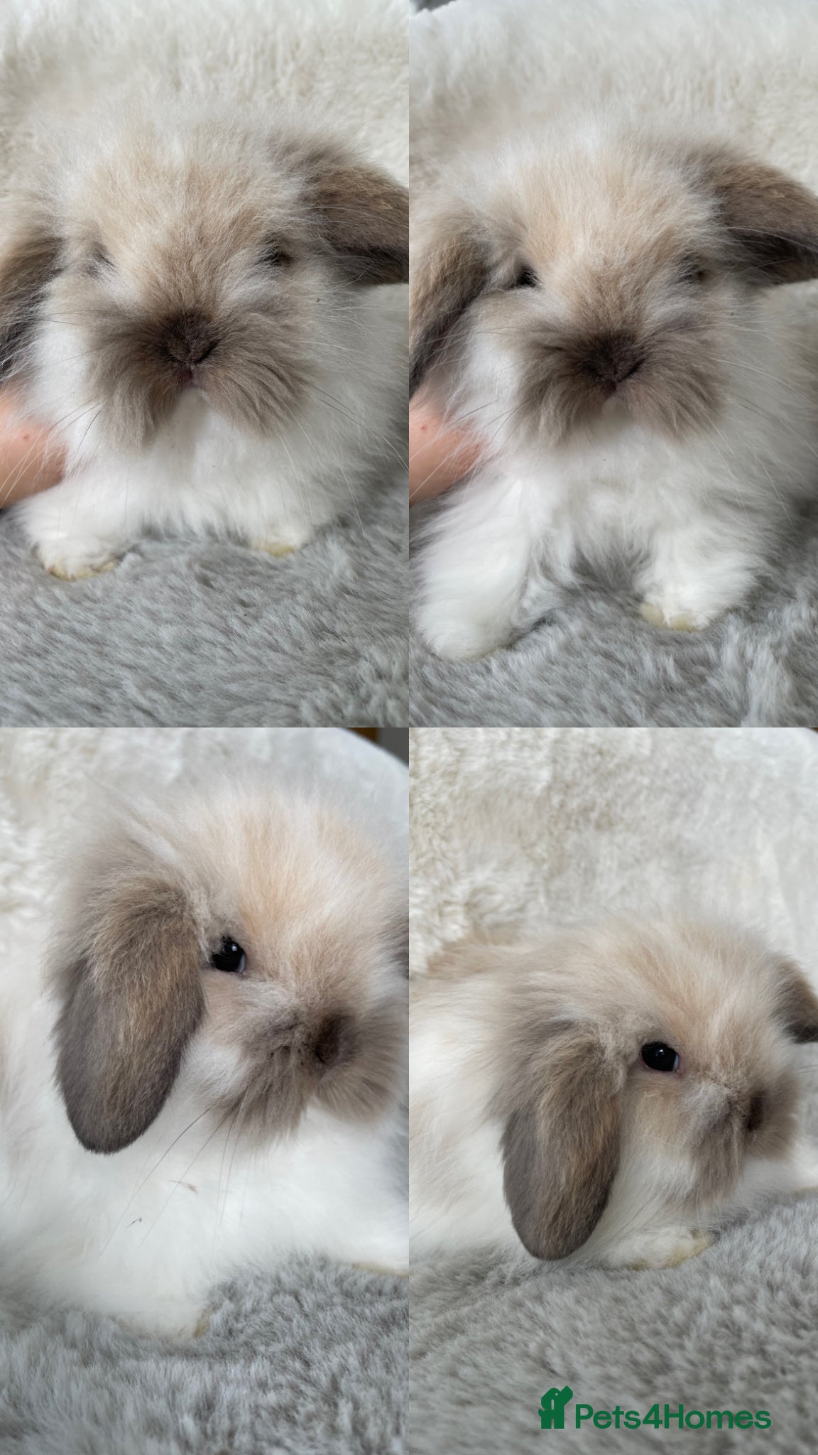 Mini Lion Lop rabbits Beautiful Mini Lion Lop Boys - Advert 4