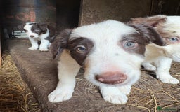 Border Collie dogs for sale: Red and white Border Collie Pups  - Image 17