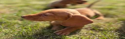 Miniature Dachshund dogs for sale: READY TO LEAVE🏆💙💖 KC REG 5 STAR BREEDER💙💖🏆 - Advert 34