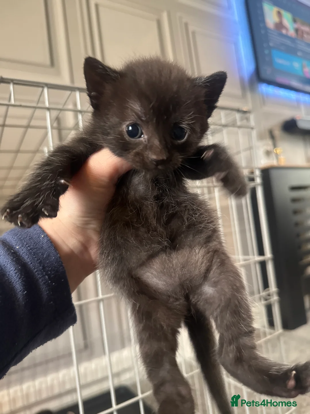 Mixed Breed cats for sale: 3 fur babies, Russian blue x - Advert 2