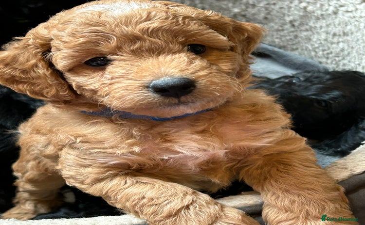 Cockapoo dogs - Advert 1