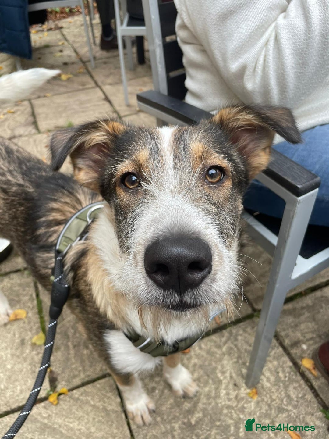 Mixed Breed dogs for adoption: 🐾💛 DIGBY – The Affectionate Big Softie! 💛🐾 - Advert 1