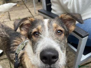 Mixed Breed dogs 🐾💛 DIGBY – The Affectionate Big Softie! 💛🐾 - Advert 3