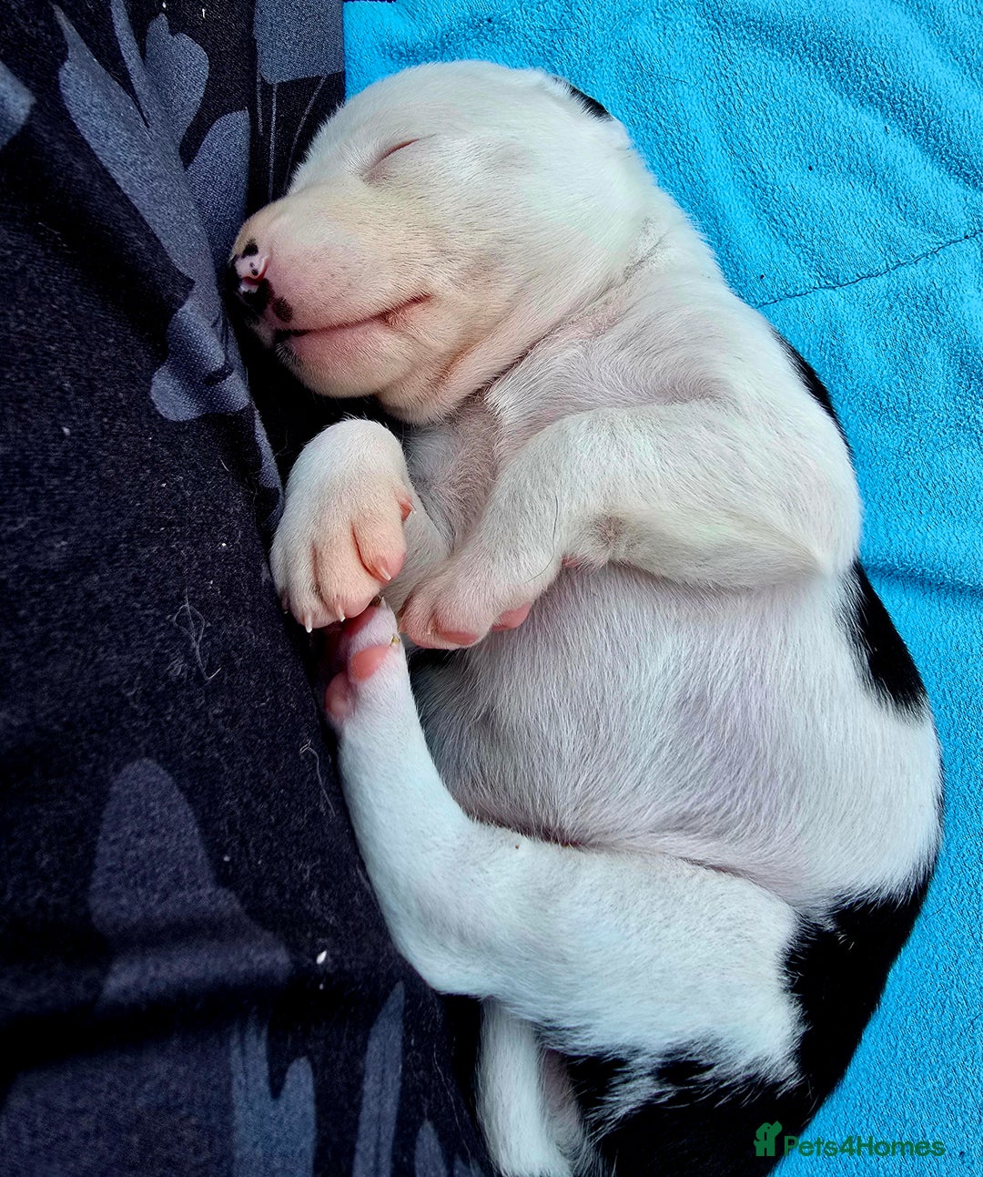 Mixed Breed dogs for sale: Short haired Collie pups - Image 15