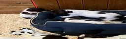 English Springer Spaniel dogs for sale: KC reg Springer spaniel Pups in Faringdon - Advert 9