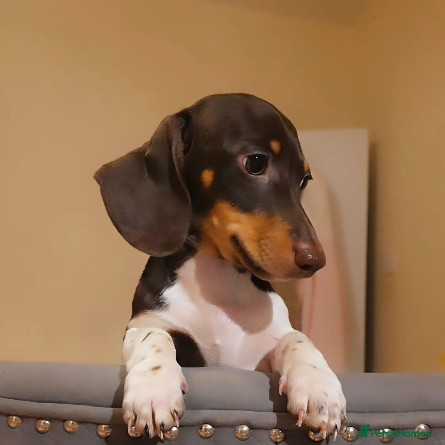Miniature Dachshund dogs for sale: 🐶 READY TODAY 🐶 4 boys left 🐶  - Advert 1