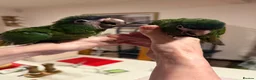 Macaws birds for sale: Hand reared silly tame hahns macaw  - Advert 9