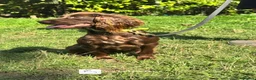 Cocker Spaniel dogs for sale: Tina - Fully Trained Pet Cocker Spaniel  - Advert 2