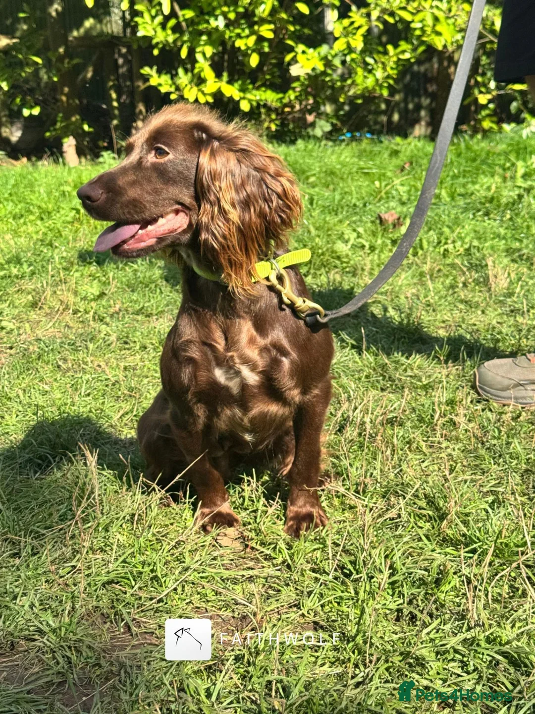 Cocker Spaniel dogs for sale: Tina - Fully Trained Pet Cocker Spaniel  - Advert 2