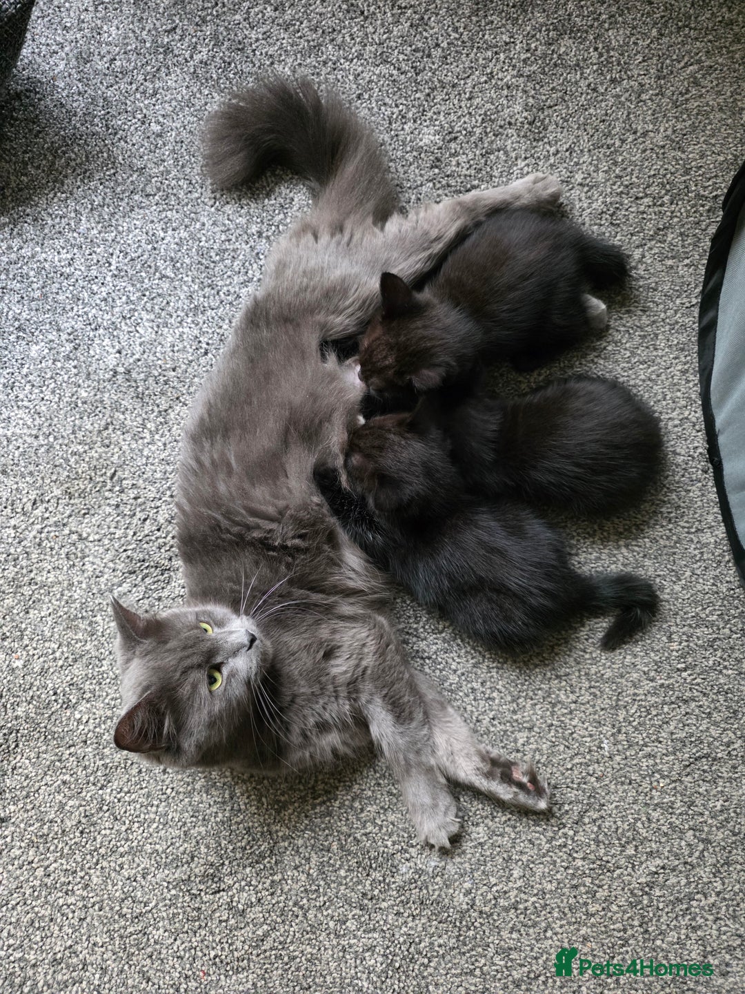 British Shorthair cats for sale: British Shorthair x Siberian Kittens  - Advert 8