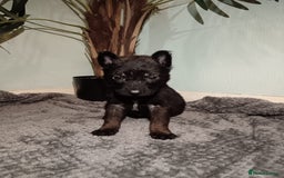 Belgian Shepherd Dog dogs for sale: Stunning Belgian Mali Pups - Image 19