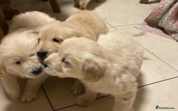 Golden Retriever dogs for sale: HEALTH CHECKED DNA TESTED - Image 3