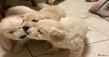 Golden Retriever dogs - Advert 15