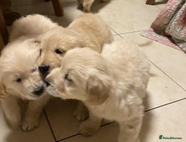 Golden Retriever dogs - Advert 5