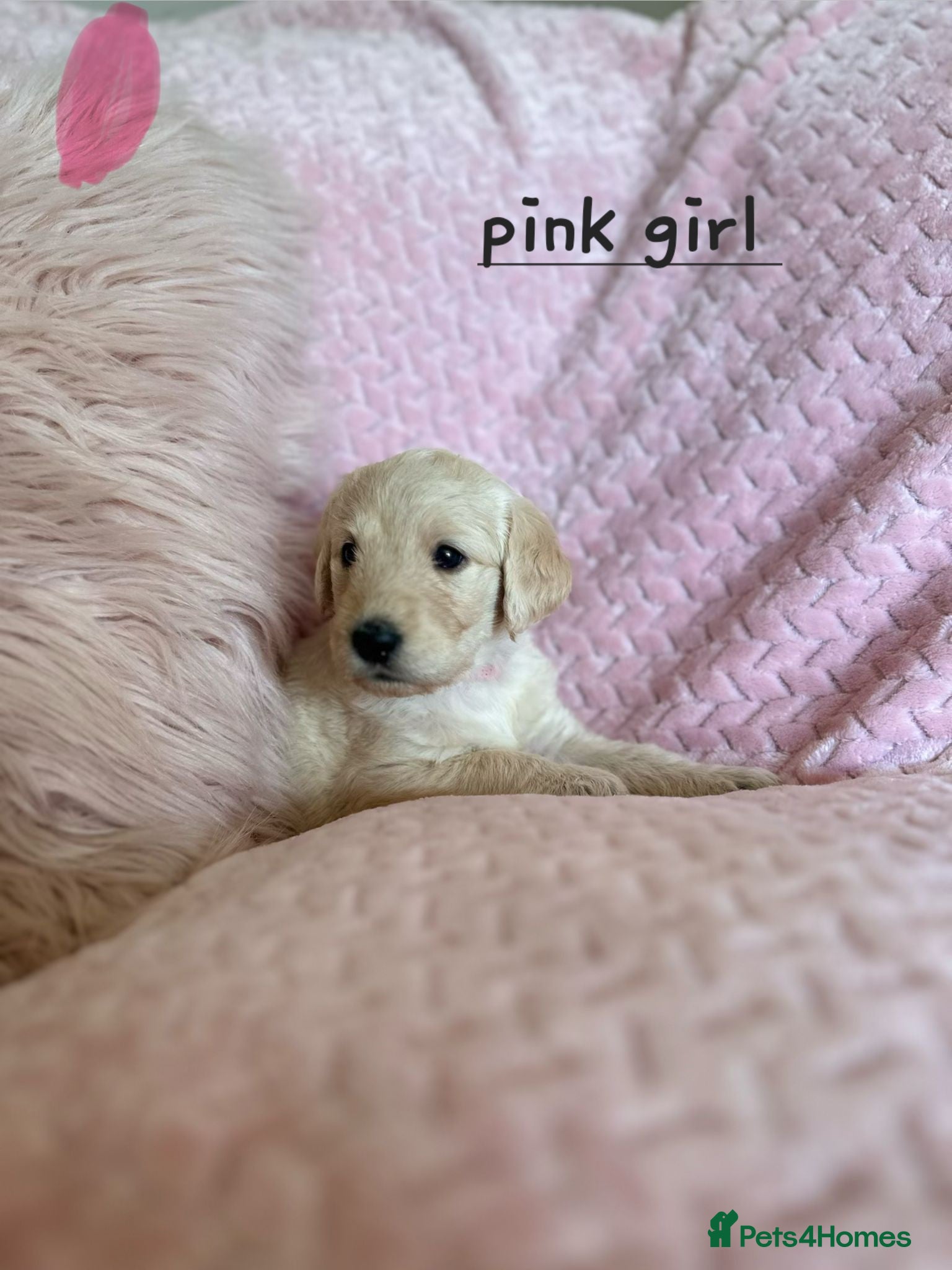 Labradoodle dogs Beautiful F1 labradoodles  - Advert 4