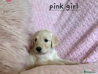 Labradoodle dogs Beautiful F1 labradoodles - Advert 4