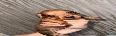 Dachshund 5