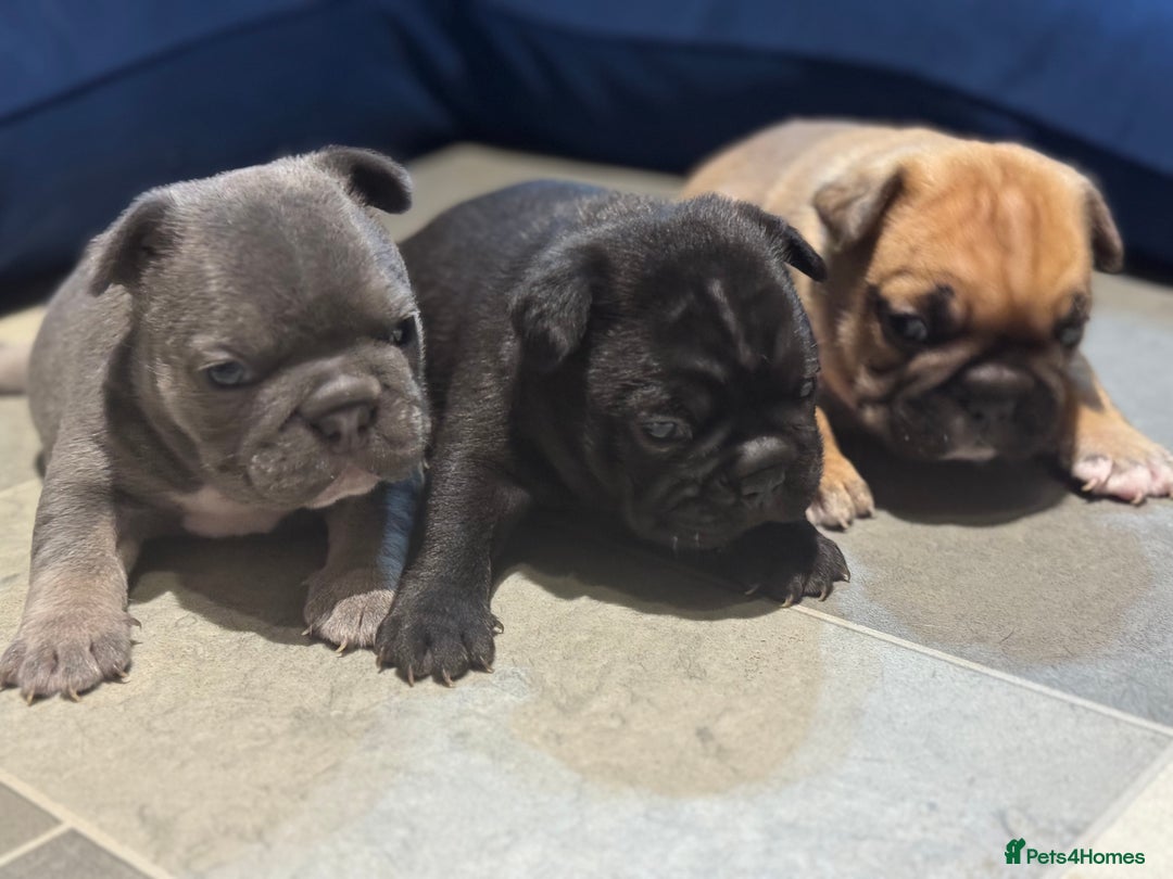 French Bulldog dogs for sale:  AMAZING PUPS  - Advert 10