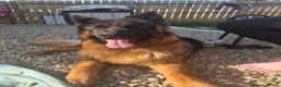 German Longhaired Pointer dogs for stud: 2 years old German Shepherd  - Advert 7