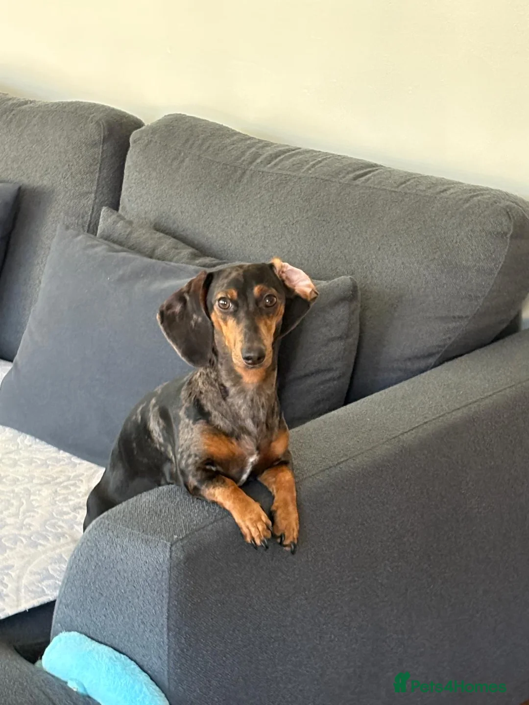 Dachshund dogs for stud: Dachshund Stud Wanted - Advert 1
