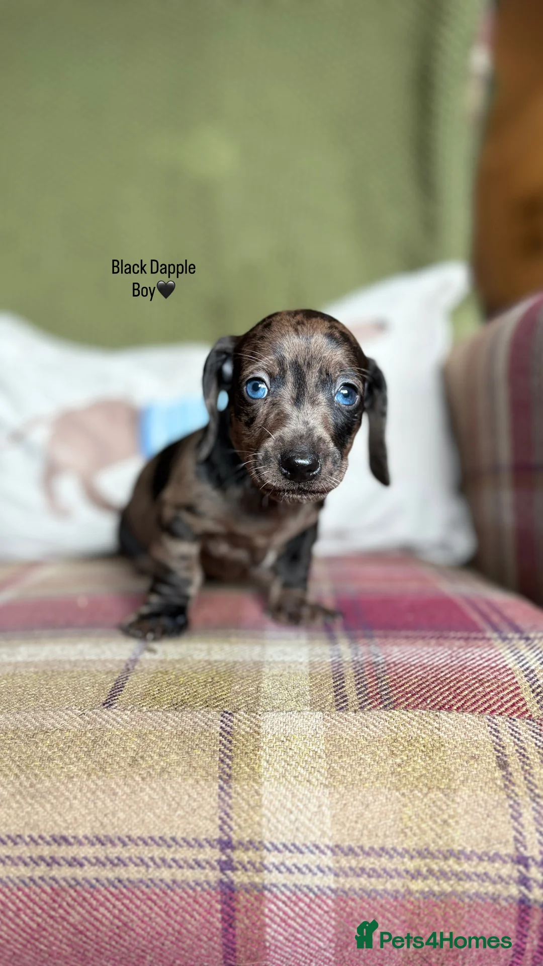 Miniature Dachshund dogs for sale: SMOOTH HAIRED MINIATURE DACHSHUNDS🖤 - Advert 2