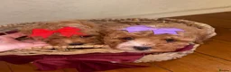 Maltipoo dogs for sale: Stunning Red Girl Maltipoos 🐶  - Advert 9
