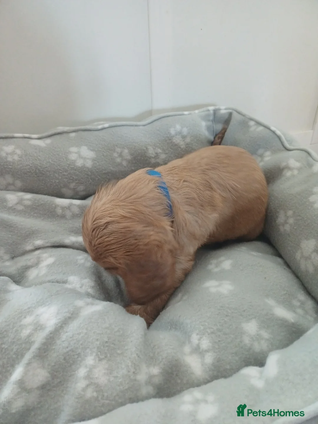 Cocker Spaniel dogs for sale: Show type cocker spaniel puppies  - Advert 16