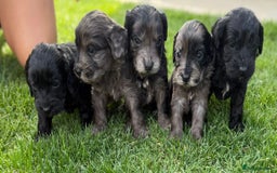 Cockapoo dogs for sale: F1 show cockapoos - Image 19