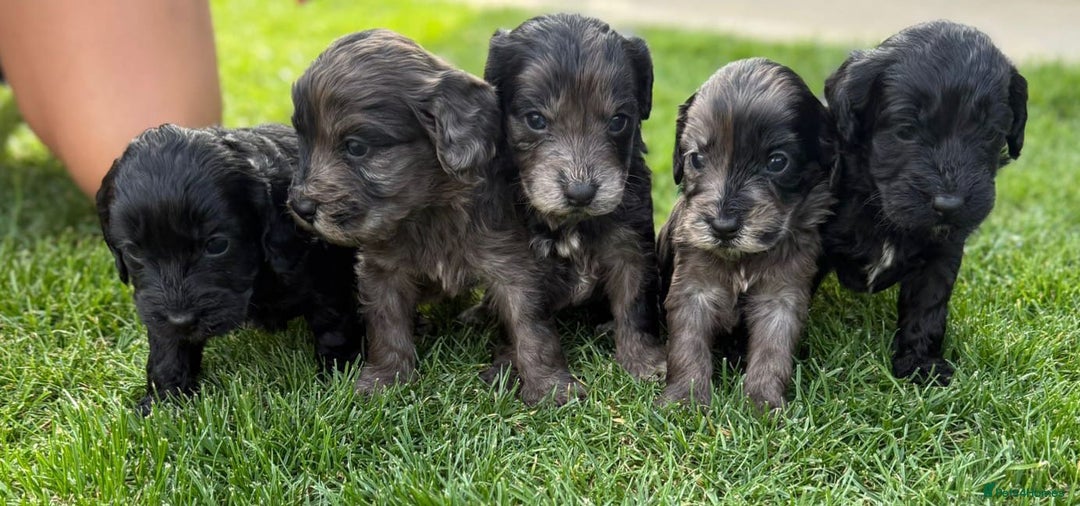 Cockapoo dogs for sale: F1 show cockapoos - Image 19